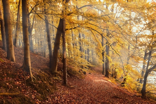 autumn-forest-4561344_1280.jpg